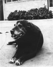 BLACKDOGWILLIAMSTOWNDIED198